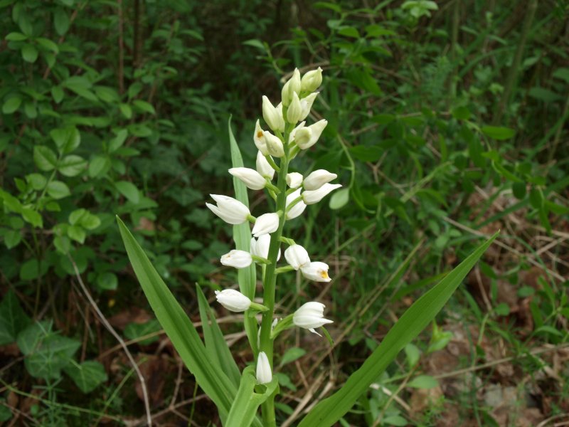 Orchis tridentata ...e altre